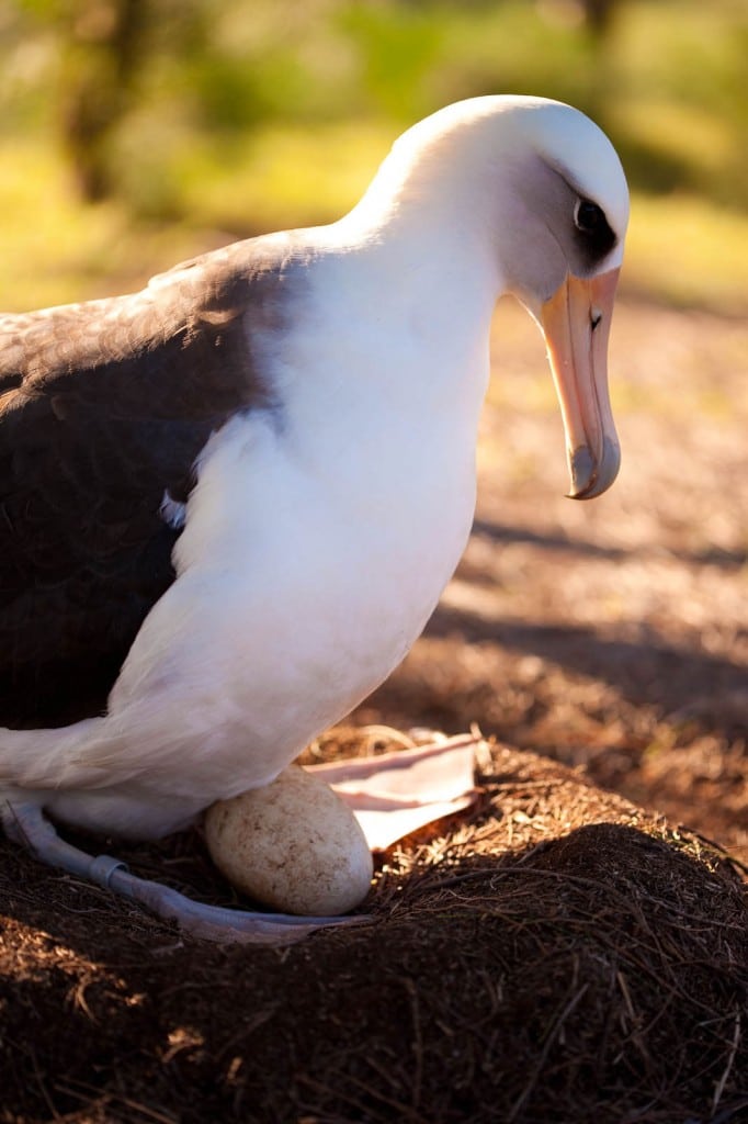 Albatross mom . . . or dad?