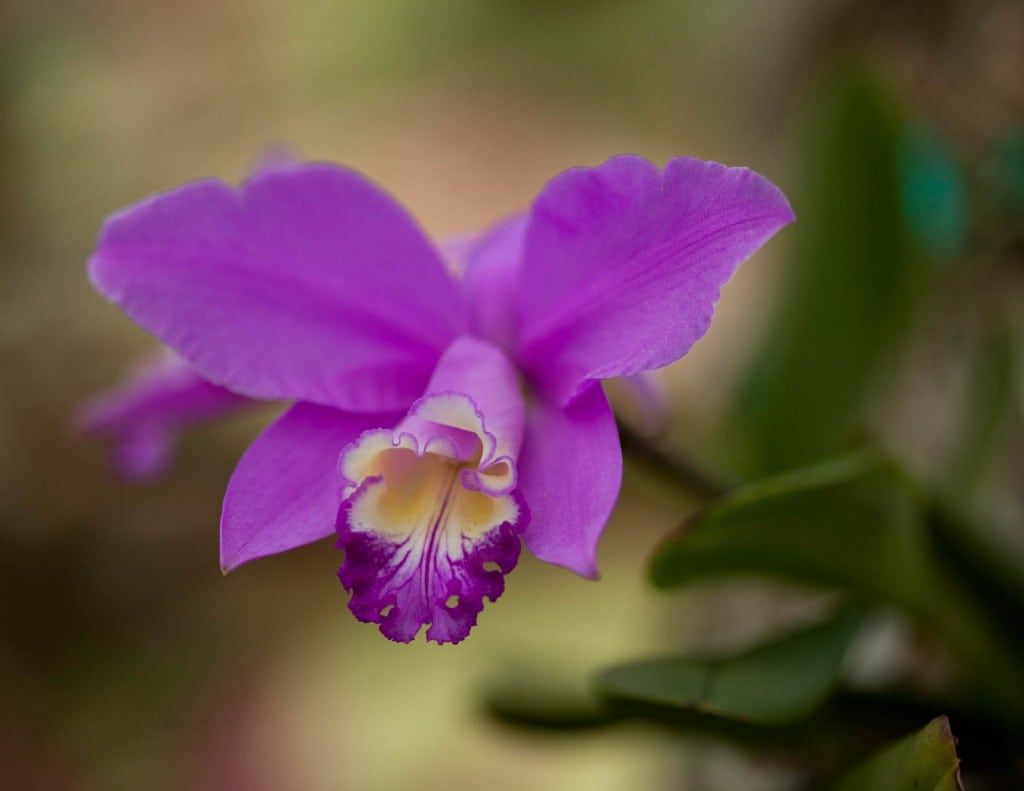 A beautiful orchid
