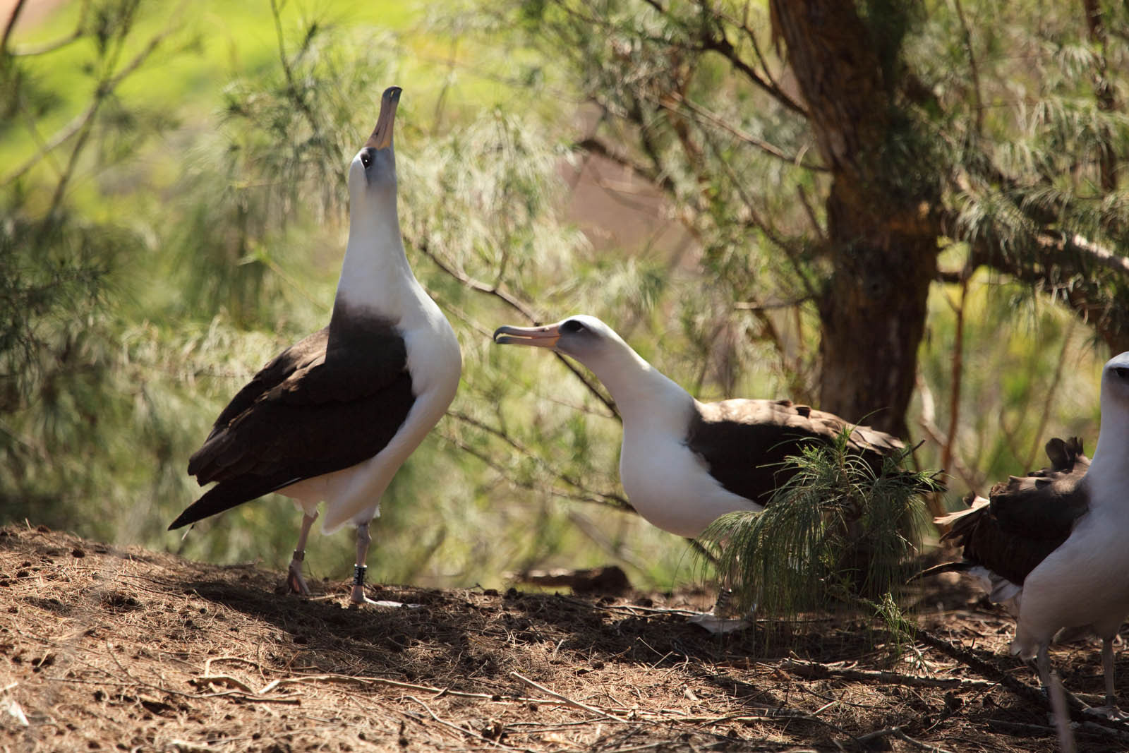 Na 'Aina Kai is home to rare and protected birds. Nene Geese